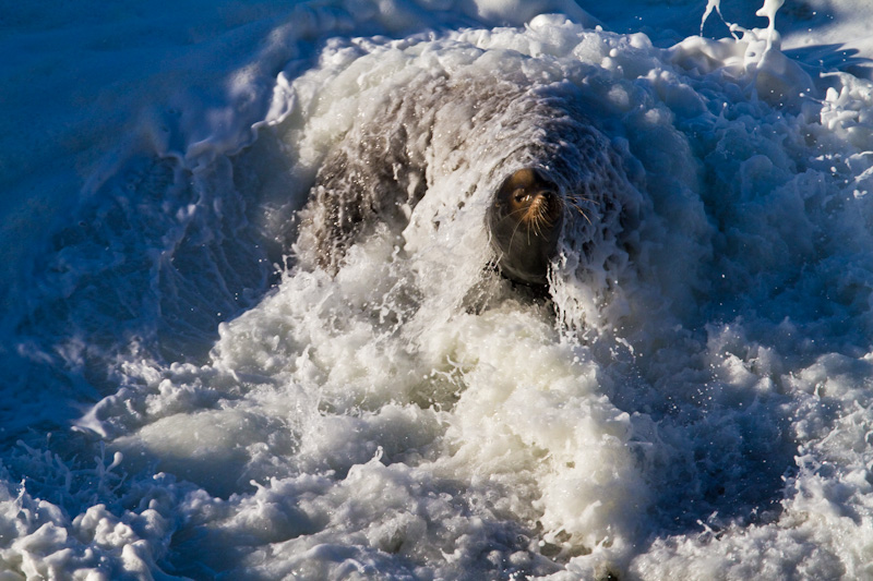 California Sea Lion In Surf